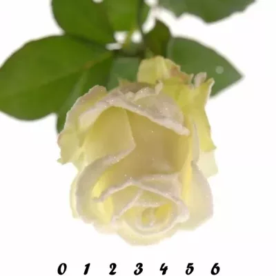 Bílá růže AVALANCHE FROST 65cm