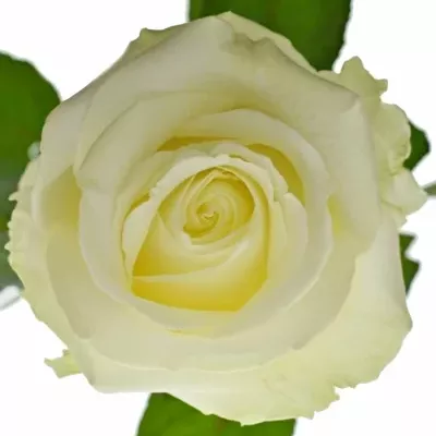 Bílá růže AVALANCHE+ 