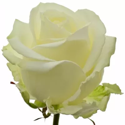 Bílá růže AVALANCHE+ 90cm SUPER (XXL)
