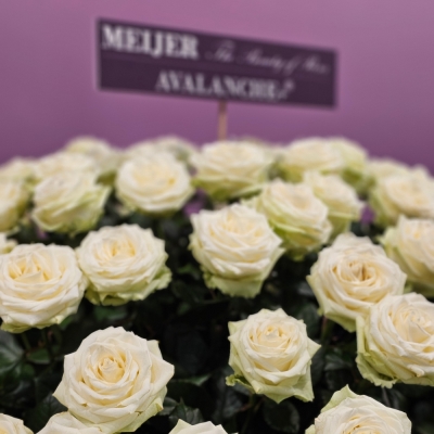 Bílá růže AVALANCHE+ 