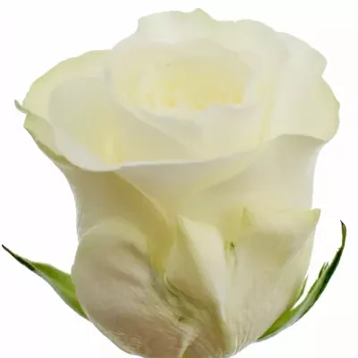 Bílá růže BELUGA 60cm (L)