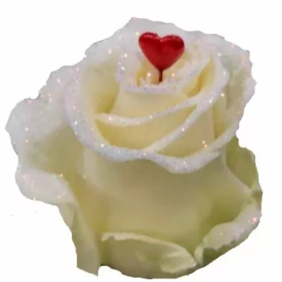 Bilá růže BLING BLING LOVE 60cm (L) R266