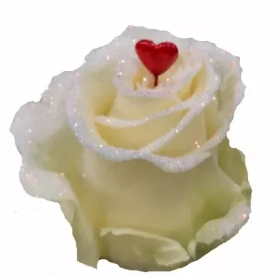 Bilá růže BLING BLING LOVE 60cm (L) R266