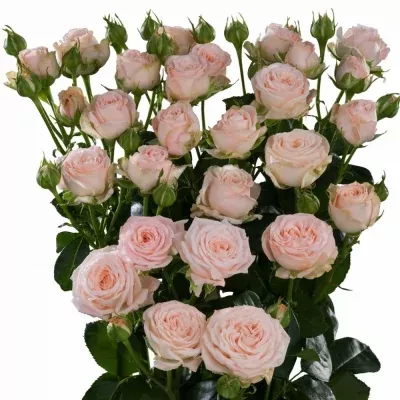 Bílá růže BOMBASTIC 50cm/1+ (S)