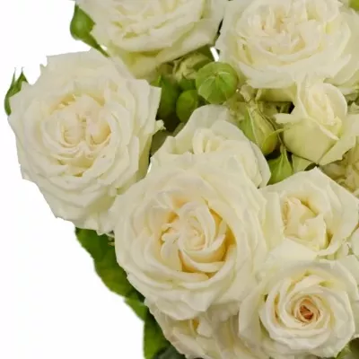 Bílá růže trsová BRIDAL FLOW 50 cm / 5+