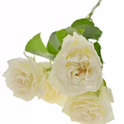 Bílá růže BRIDAL FLOW