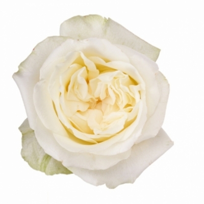 Bílá růže CHIC WHITE! 40 cm (L)