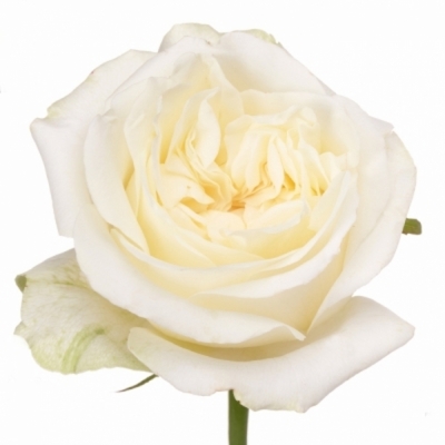 Bílá růže CHIC WHITE!