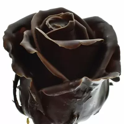 Biela ruža CHOCOLAT 60cm