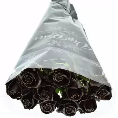 Bílá růže CHOCOLAT 60cm