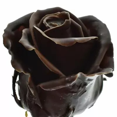 Čokoládová růže CHOCOLAT 60cm (L)