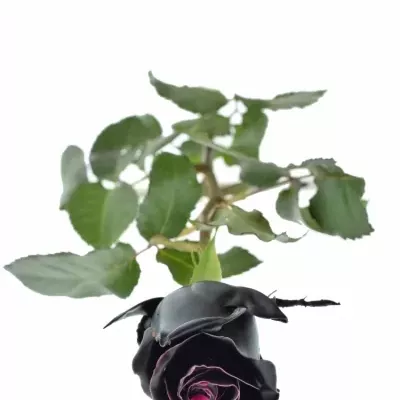 Bílá růže CHOCOLAT BLACK BEAUTY 70cm (L)
