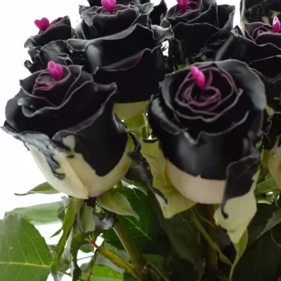 Bílá růže CHOCOLAT BLACK BEAUTY 70cm (L)