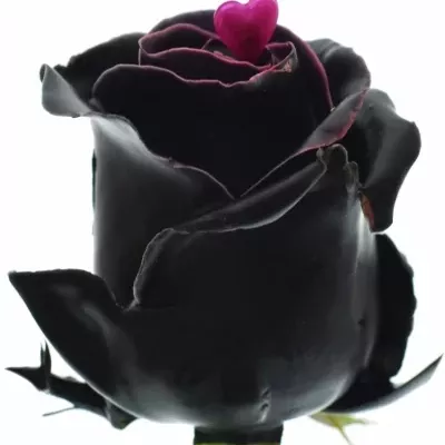 Čokoládová růže CHOCOLAT BLACK BEAUTY 70cm (L)