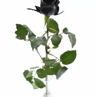 Bílá růže CHOCOLAT BLACK BEAUTY 70cm (L)