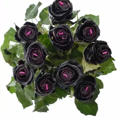 Bílá růže CHOCOLAT BLACK BEAUTY 70cm (L)