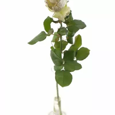 Bílá růže CHOCOLAT DISCO LOVE