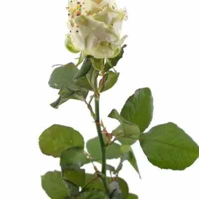 Bílá růže CHOCOLAT DISCO LOVE
