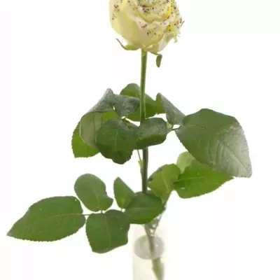 Bílá růže SUGAR DISCO WHITE