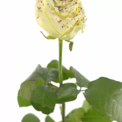 Bílá růže SUGAR DISCO WHITE