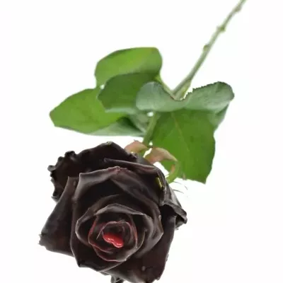 Bílá růže CHOCOLAT VALENTINE 60cm