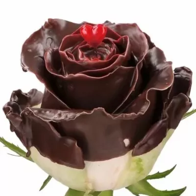 Čokoládová růže CHOCOLAT VALENTINE 50cm (L)