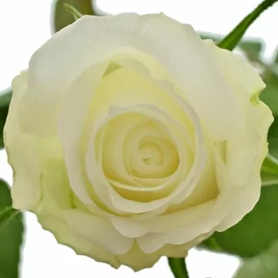 Bílá růže COUNTDOWN!