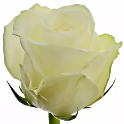 Bílá růže COUNTDOWN! 50cm (L)