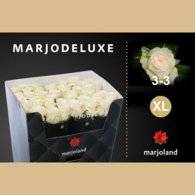 Bílá růže DOLOMITI v kvalitě De Luxe od Marjoland