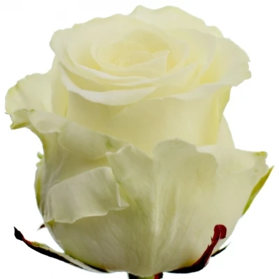 Bílá růže DOLOMITI 55cm (XXL)