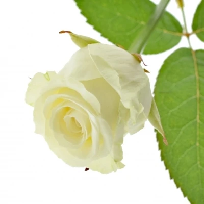 Bílá růže DOLOMITI 55cm