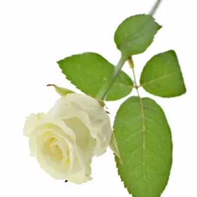 Bílá růže DOLOMITI 55cm