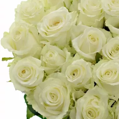 Bílá růže DOLOMITI 55cm