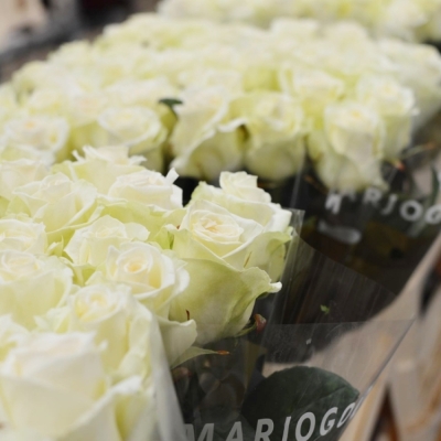 Bílá růže DOLOMITI