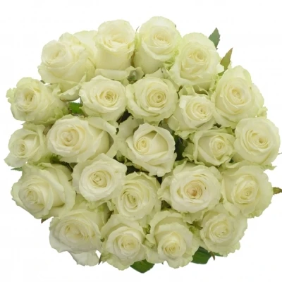Bílá růže DOLOMITI 55cm