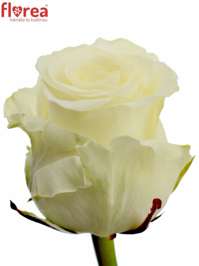 Bílá růže DOLOMITI 80cm (L)