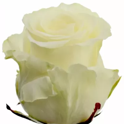 Biela ruža DOLOMITI 55cm