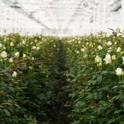 Bílá růže DOLOMITI ve sklenících firmy Marjoland