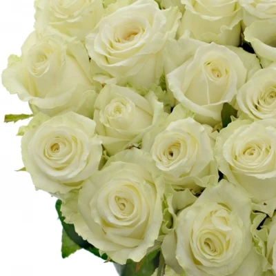 Bílá růže DOLOMITI 55cm