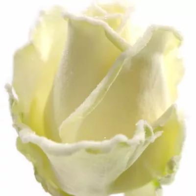 Biela ruža FROSTWAX DOLOMITI