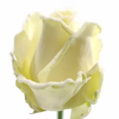 Bílá růže FROSTWAX DOLOMITI 60cm (L)