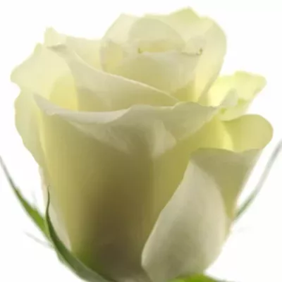 Bílá růže GLACIER+ 50cm (L)