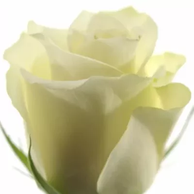 Bílá růže GLACIER