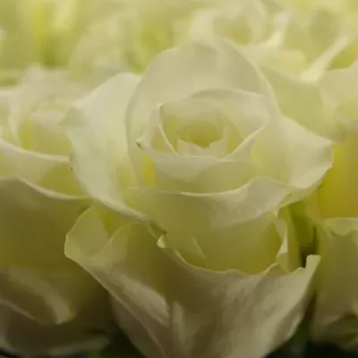 Bílá růže GLACIER