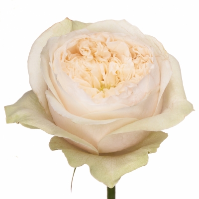 Bílá růže JILLIAN