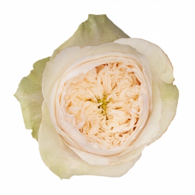 Bílá růže JILLIAN 70cm (XL)