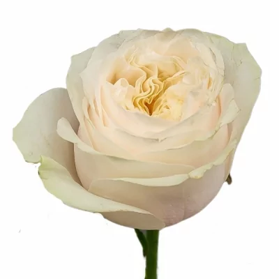 Bílá růže JILLIAN