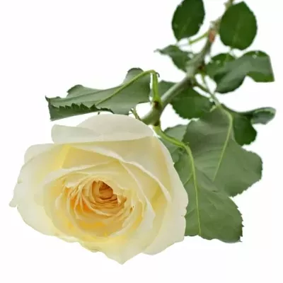 Bílá růže LADY VICTORIA 50cm (M)