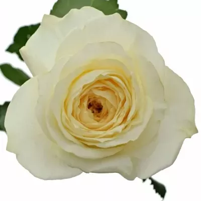 Bílá růže LADY VICTORIA 50cm (M)