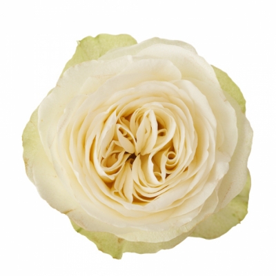 Bílá růže MARBLE ARCH 40cm (L)